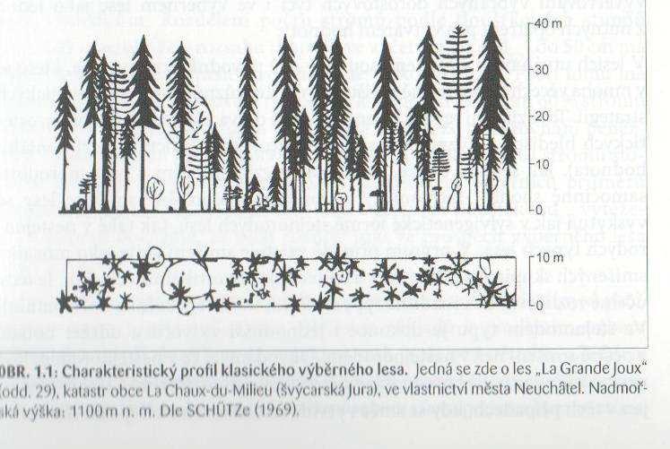 Struktura a znaky růstu r výběrn rného lesa Základní znaky výběrného lesa porost je silně rozrůzněný věkově, výškově a tloušťkově tak, že celý vzdušný i půdní prostor lesa je plnohodnotně využit, tzn.