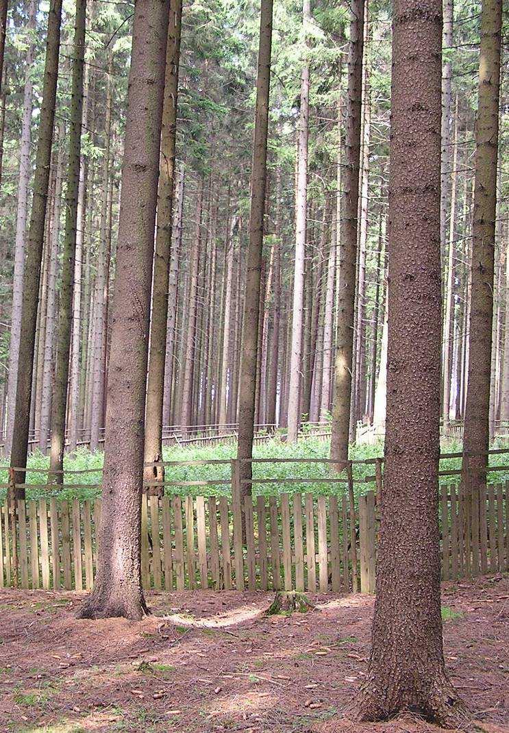 1. les pasečný (les věkových v tříd) t 3. les trvale plně 2. les výběrný tvořivý Dauerwald hospodářský ský způsob sob: h, n, p pěstební jednotkou je porostní skupina,, tzn.