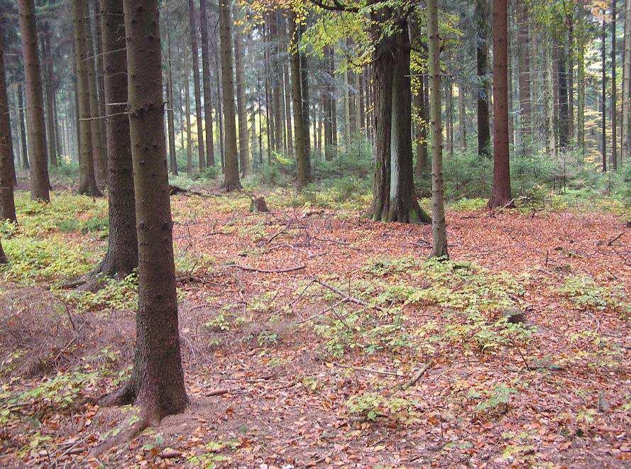 Les neustále (trvale) plně tvořivý Přeměna lesa s podporou přirozené obnovy vtroušených dřevin nejčastěji buk ve smrkové monokultuře nebo dub v borové monokultuře Hospdářské využití zoochorie bukvic