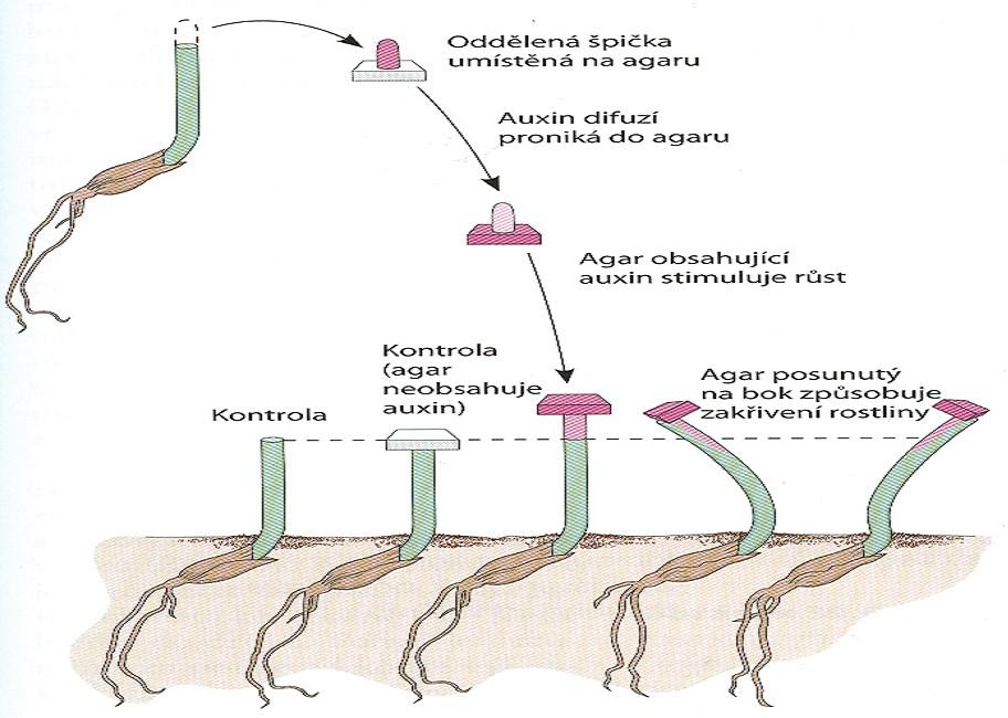 Auxin - nejdéle a nejlépe známý fytohormon Auxin je nejdéle známým fytohormonem s mnoha popsanými fyziologickými účinky Darwin 1880, Went 1928 pokusy s koleoptilemi trav a obilovin prokázali