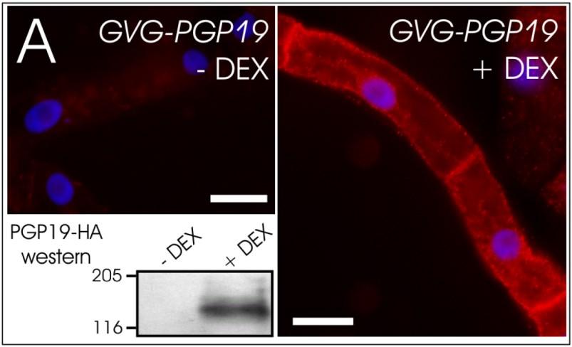 Auxin - role polárního transportu Přenašeče PIN a PGP transportují auxiny přes plazmatickou membránu 3 Ac cumulation of [ H]NAA (% of