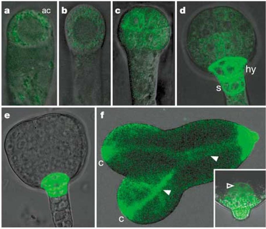 Auxin - nejdéle a nejlépe známý fytohormon Auxin hraje úlohu prakticky ve všech fázích vývoje rostliny od embryogeneze, přes zprostředkování růstových odpovědí až po vývoj plodů