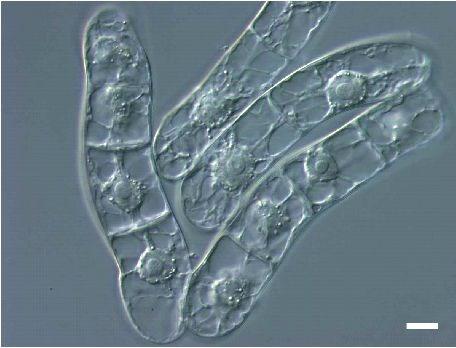 Auxin - nejdéle a nejlépe známý fytohormon Auxin hraje úlohu prakticky ve všech