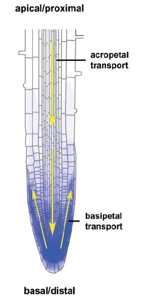 Auxin - role polárního