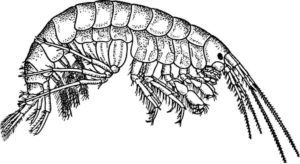 Malacostraca Amphipoda (různonožci) Zástupci Gammarus fossarum (blešivec potoční) nejhojnější u nás, běžně