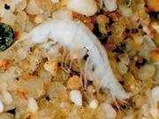 Malacostraca Amphipoda (různonožci) Niphargus aquilex (blešivec studniční) je bez pigmentů, bílý a slepý. Žije v podzemních vodách, na povrchu se objevuje náhodně ve studánkách a pramenech.