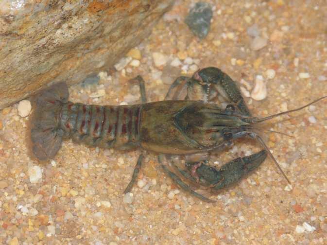Nepůvodní druhy v Evropě (ve volné přírodě) V Evropě se ve volné přírodě vyskytuje 10 nepůvodních druhů raků Astacidae Pacifastacus leniusculus (Dana, 1852) - rak signální (Signal Crayfish)