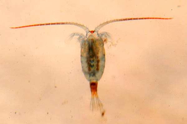 Copepoda Calanoida vznášivky Potrava Heterocope saliens (č. Temoridae) - dravec, živí se vířníky, perloočkami Většina našich druhů jsou filtrátoři. Potravou jsou větší planktonní řasy, např. rozsivky.