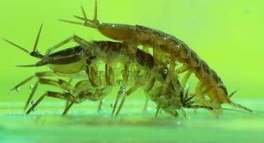 Malacostraca Isopoda (stejnonožci) Pohyb Pohybovým orgánem je 7 párů pereiopodů, 1. - 4. pár obrácen k hlavě, 5. - 7. pár k telsonu. Pohybují se pomalu, kráčivě po podkladu, neplavou.