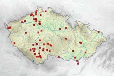 11 Malacostraca Isopoda (stejnonožci) Z České republiky jsou známy 2 druhy stejnonožců.