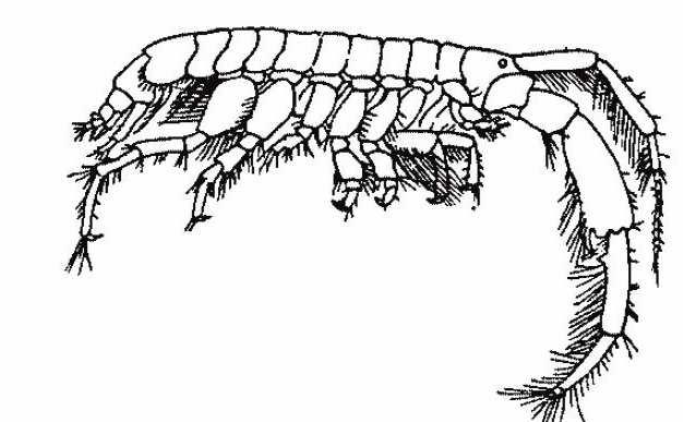 Malacostraca Amphipoda (různonožci) Obecná charakteristika Tělo je u většiny druhů laterálně zploštělé, u rodu Corophium dorsoventrálně.