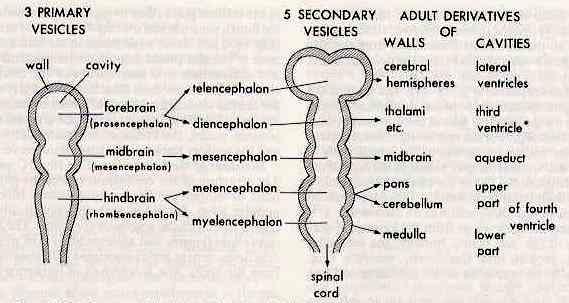 Vývoj základ mozku: prozencefalon mezencefalon rombencefalon flexura cervicalis et