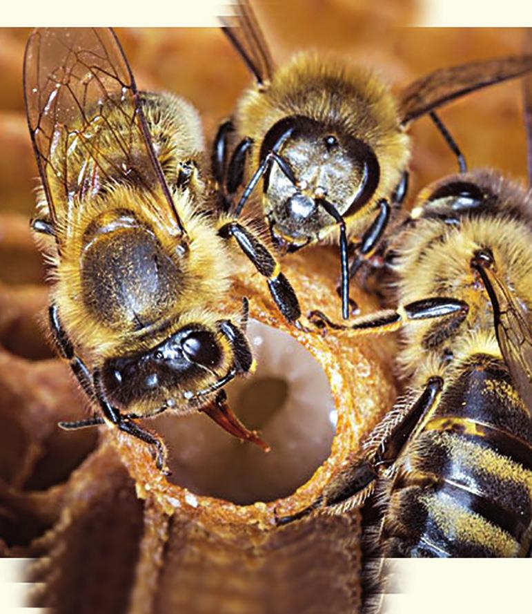 úlových včel
