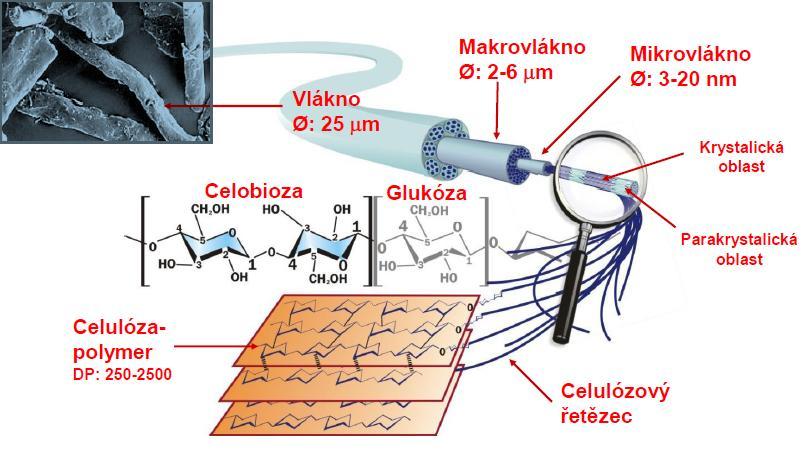 chytinu, vylučuje močí a vitamín E, který ve zvýšeném množství odchází stolicí vázán na tento typ vlákniny. Příznivě působí na omezení růstu střevních kvasinek Candida albicans.