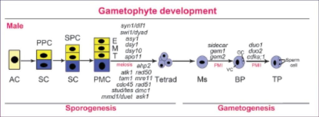 10 Mutace zapojené v meiotickém