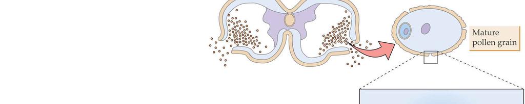 haploidních buněk 4 volné mikrospory