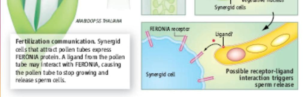 spermatické buňky Synergické buňky exprimují protein FERONIA (receptor-like kináza) - přitahují pylovou