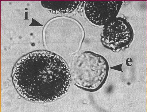 biologie Pylové protoplasty Fellner