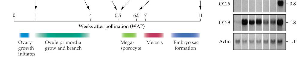 vývoje => mrna v různých etapách vývoje => možnost determinovat expresi během vývoje 7 Nadeau JA et al. (1996) Plant Cell 8: 213-239 http://www.pubmedcentral.nih.gov/picrender.fcgi?