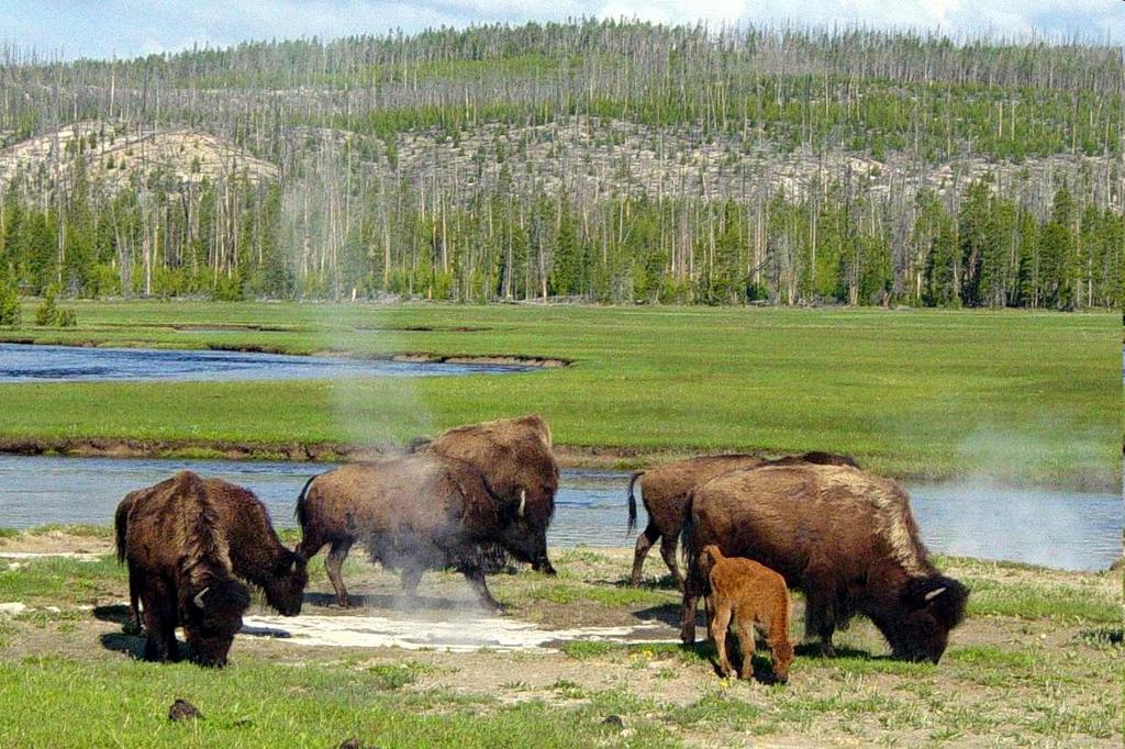 klub) 1872 Zřízení prvního národní park na světě: Yellowstone National Park (USA) 1875 V Německu založen svaz pro ochranu ptactva (Deutscher Verein zum Schutz der Vogelwelt) 1876 V Mexiku zřízen