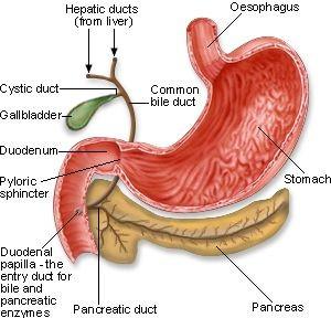 ERCP