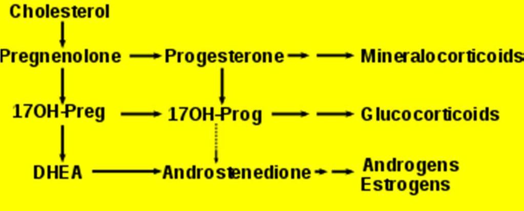 Dehydroepiandrosteron (DHEA) U mužů je negativní korelace mezi hladinami DHEA na jedné straně a sníženou sexuální apetencí a poruchami erekce.