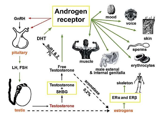 Testosteron sekrece a účinky Dle: Testosterone Deficiency in Men: Systematic Review