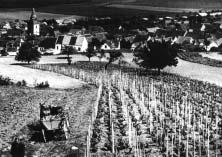 cena bílého vína zv ila na 3,00 Kã aï 3,50 Kã, ve v jimeãn ch pfiípadech na 4,00 Kã za 1 litr. 1938 7. ledna bylo namûfieno -19 C. Nûkteré vinohrady zmrzly. 21.