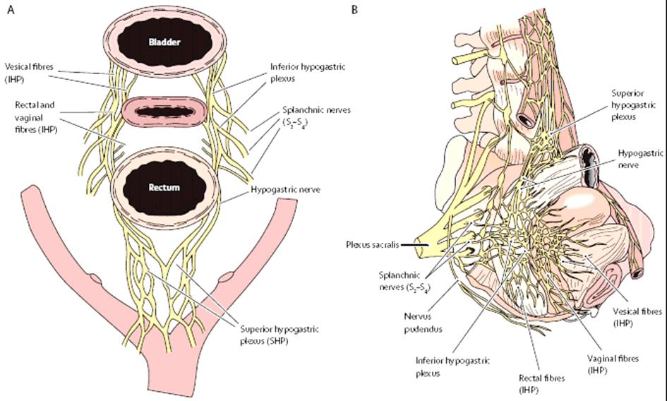 Obrázek 9 - Inervace pánevních orgánů Převzato