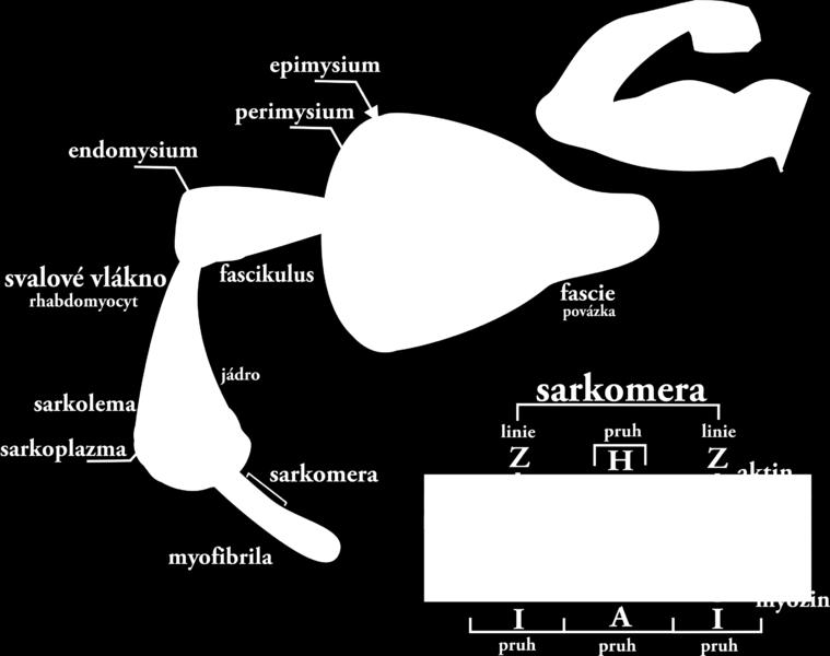 svalstvo a hladké svalstvo. Pro téma této práce má nejdůleţitější funkci svalstvo kosterní, proto jsem se dále zaměřil pouze na tento typ svalové hmoty (Junqueira at al. 1997, s. 184). 8.