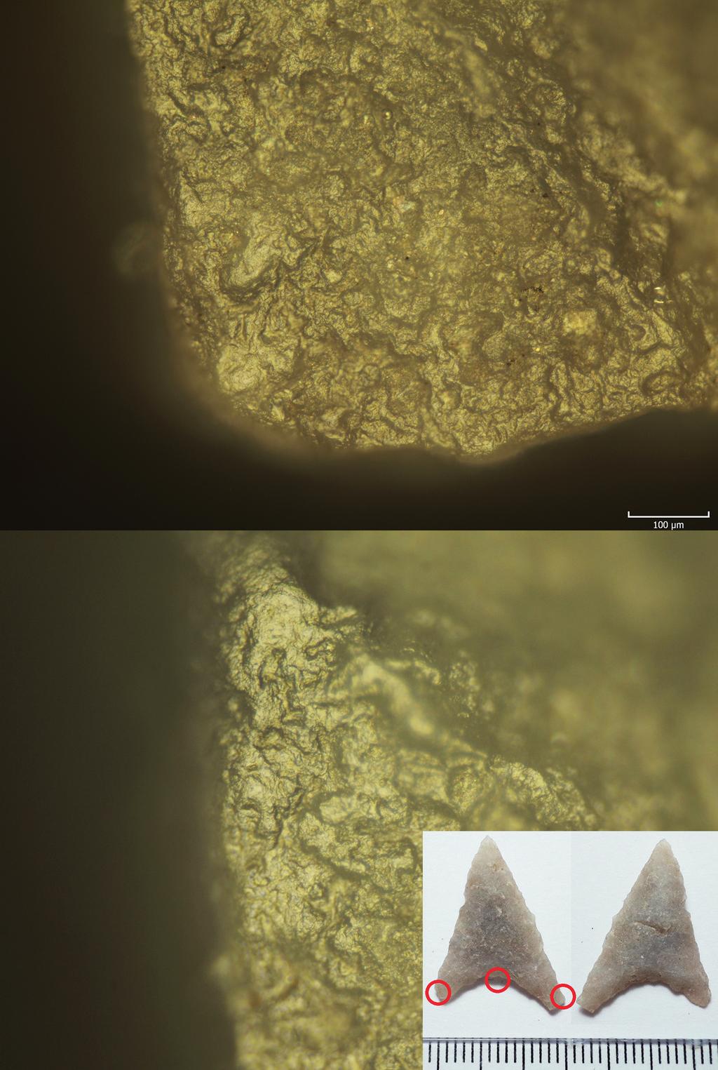 Kaňáková / Trampota Obr. 8. Mikrosnímky lokalizace zjištěných opotřebení projektilu šipky z objektu 502.