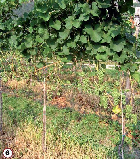 Obr. 8: Nadměrně odlistěná vinice (http://www.vinicavino.