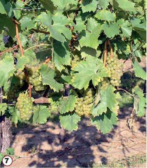 Obr. 9: Optimálně odlistěná vinice (http://www.vinicavino.
