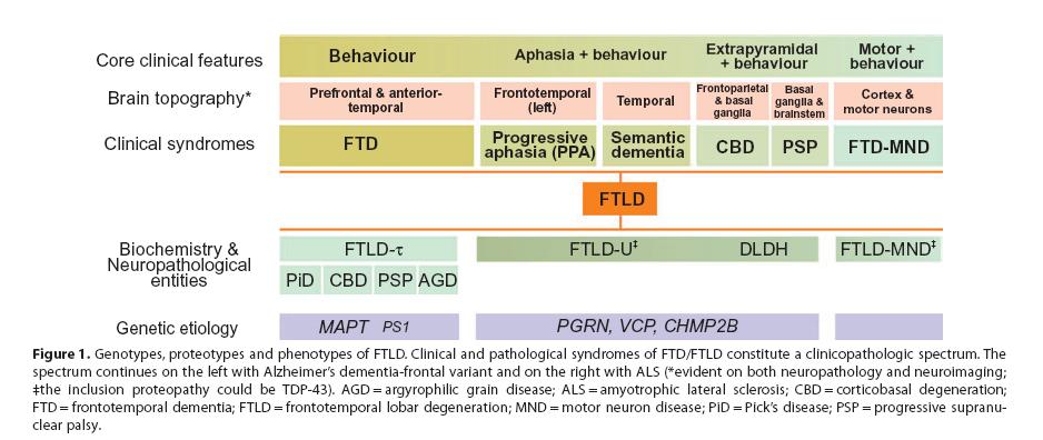Kontinuum syndromů mnoha etiologií A C H A L S TDP-43