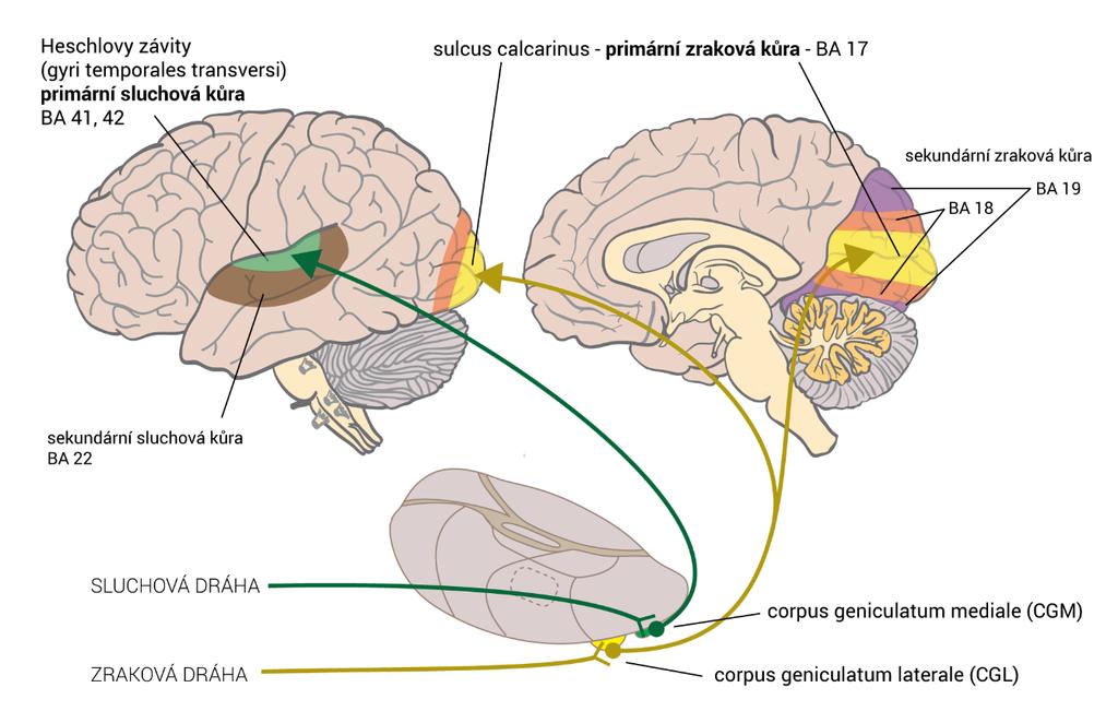 čtyřneuronová a v jejím průběhu dochází k částečnému křížení. 2 Na obrázku 1 je schematicky naznačeno křížení sluchových a zrakových drah v mozkovém kmeni z pravé a z levé strany.