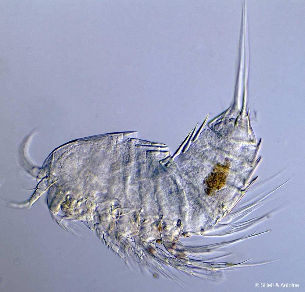 Copepoda vodní organismy několik