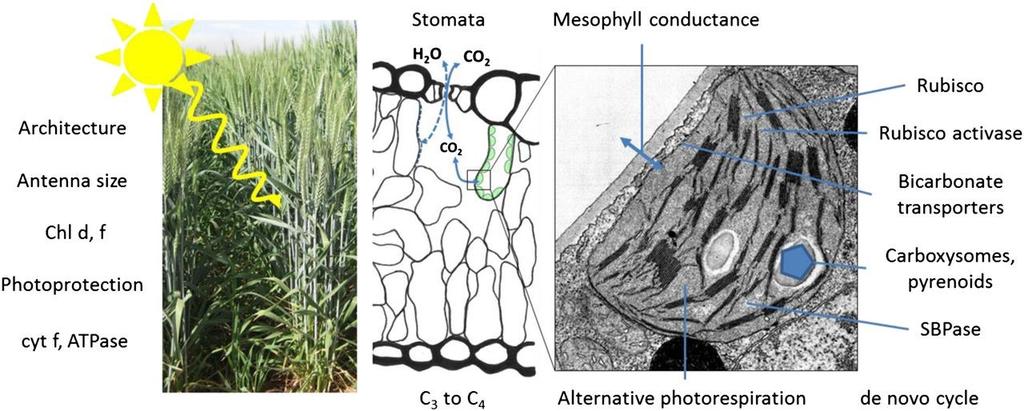 primární procesy Možnosti zlepšování fotosyntézy alternativní pigmenty (Chl d, f) redukce velikosti antén ve vyšších patrech porostu cytochromový komplex?