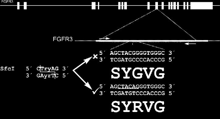 Achondroplazie je nejčastější genetickou příčinou malého vzrůstu. Bylo zjištěno, že příčinou onemocnění je mutace v genu FGFR3.