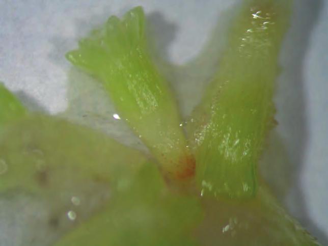 VyUžití somatické embryogeneze pro reprodukci cenných genotypů smrku ztepilého (Picea abies (L.) Karst.