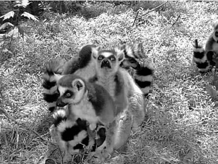 Obr. 1. Lemur kata (Lemur catta) samice s mládětem na stromě (vpravo), skupina samic na zemi (vlevo). Lemuři kata jsou nejsociálnější poloopice, ke komunikace jim slouží dlouhý pruhovaný ocas.