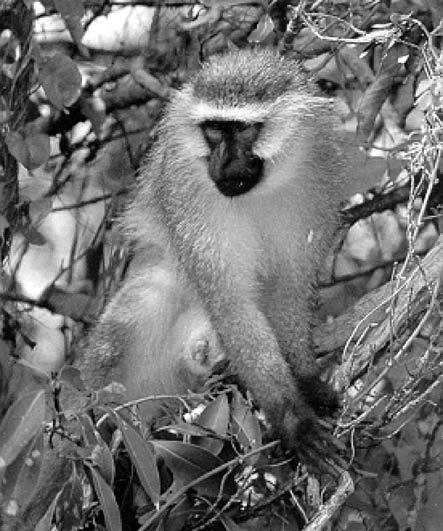 Samci se pohybují na periferii skupiny a jejich hlavní úloha spočívá v hlídání teritoria ( Wisconsin Primate Research Center).