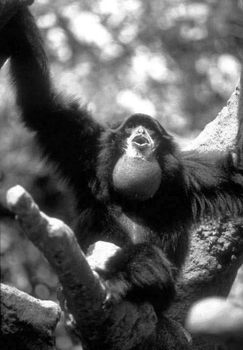 Obr. 18. Gibon siamang (Hylobates syndactylus), největší z gibonů, pro něhož je typický ozvučný vak u samců (viz snímek) a žádné rozdíly ve zbarvení mezi samci a samicemi.