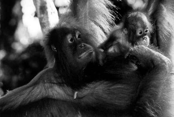 Obr. 22. Orangutan bornejský (Pongo pygmaeus pygmaeus) dospělá samice s kojencem. Na snímku jsou patrná zvětšená prsa u kojící samice ( www. primates com). Obr. 24.