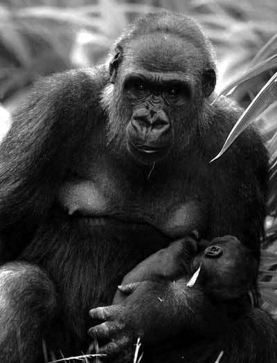 Samice goril jsou egalitářské a nemají mezi sebou žádnou výraznou hierarchii.