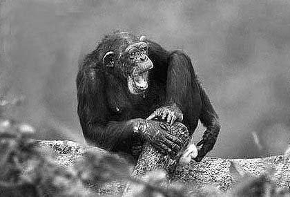 Samice v plné říji se snaží již zduřelou anogenitální oblast prezentovat samcům ( Steve Bloom, Harvard Univeristy Press). Obr. 25. Kojící samice gorily nížinné (Gorilla gorilla gorilla).