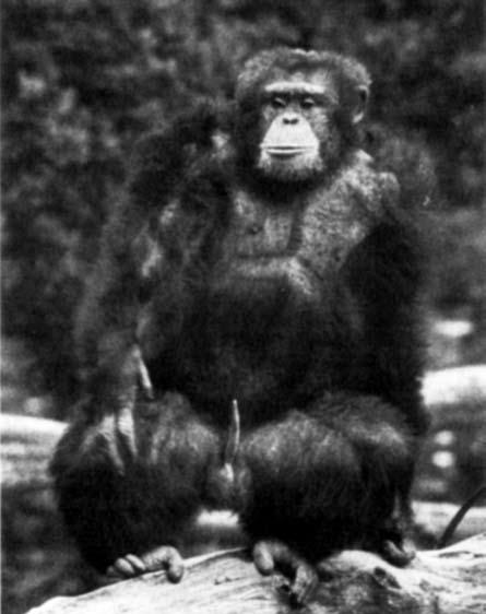 Obr. 27. Dospělý samec šimpanze učenlivého (Pan troglodytes) v typickém sexuálním postoji, při němž prezentuje penis v erekci.