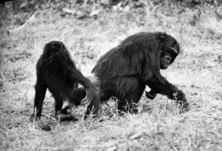 Obr. 30. Některé adolescentní samice šimpanze učenlivého (Pan troglodytes) prezentují anogenitální krajinu i velmi mladým samečkům a vyzývají je tím ke kopulaci ( Jane Goodall). Obr. 32.