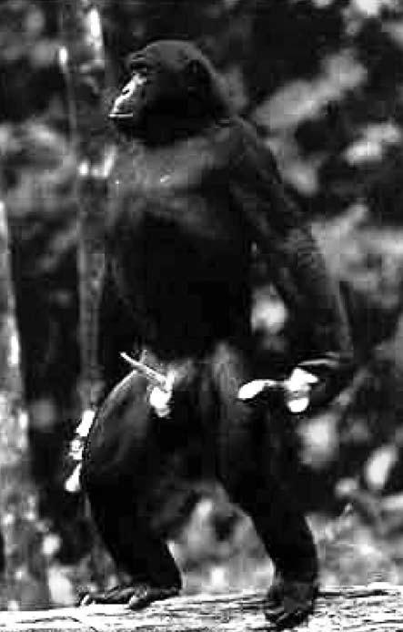 Obr. 34. Erektovaný penis předvádějí nedospělí samci šimpanze bonobo (Pan paniscus), kteří se u bonobů nezřídka páří s dospělými i nedospělými samicemi ( www. primates com). Obr. 33.