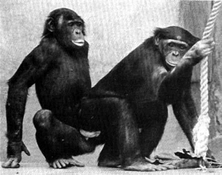 podobající se chování při lidskému orgasmu ( Frans de Waal). Obr. 39. U šimpanzů bonobo (Pan paniscus) žijících v zajetí (záběry ze Zoo San Diego) jsou běžné homosexuální kontakty samic.