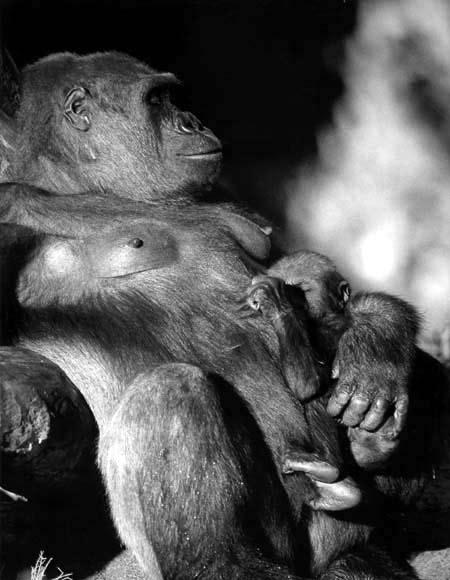 5. Sexuální chování primátů a jeho význam pro vznik sexuality v evoluci hominidů 5.1. Co máme s lidoopy společného?